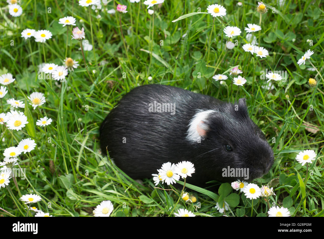 Guinea pig eating grass outside in the garden. Guinea pig (Cavia