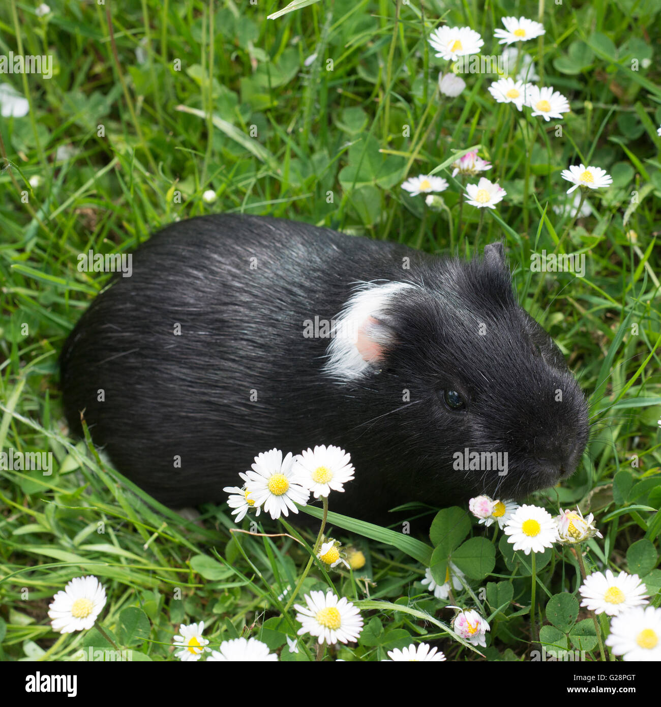 Guinea pig eating grass outside in the garden. Guinea pig (Cavia