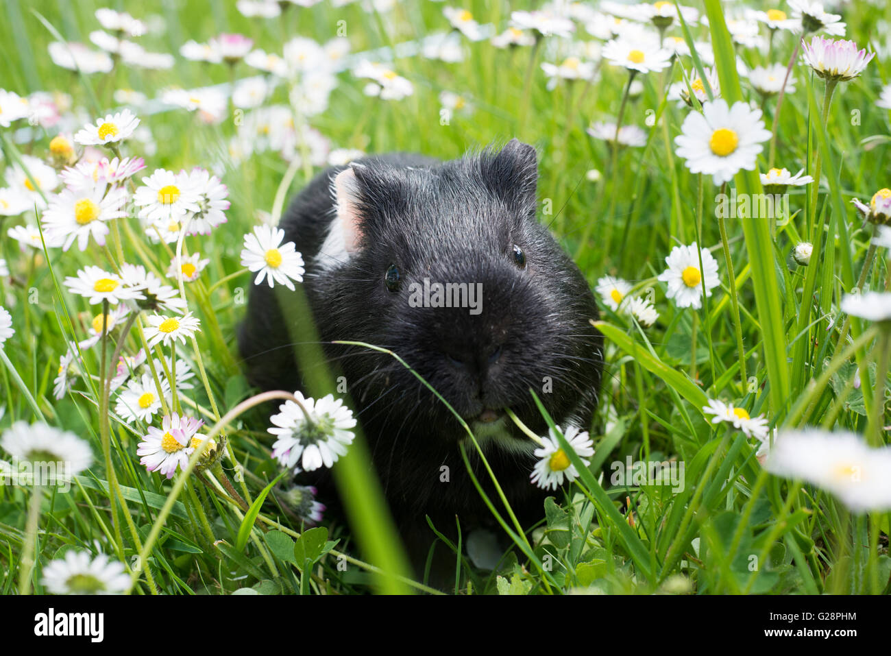 Guinea pig eating grass outside in the garden. Guinea pig (Cavia