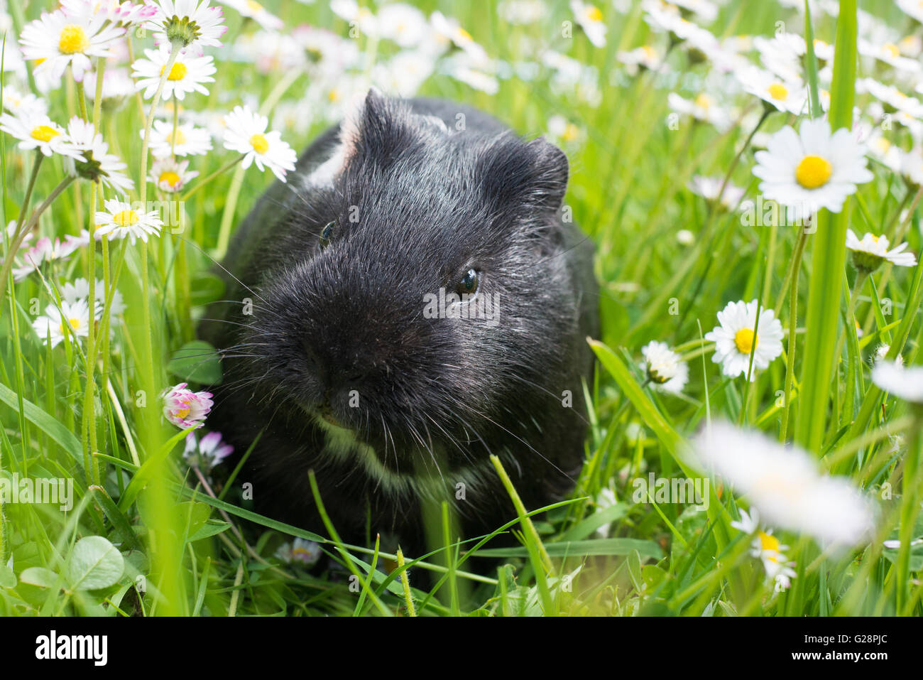 Guinea pig grass hires stock photography and images Alamy