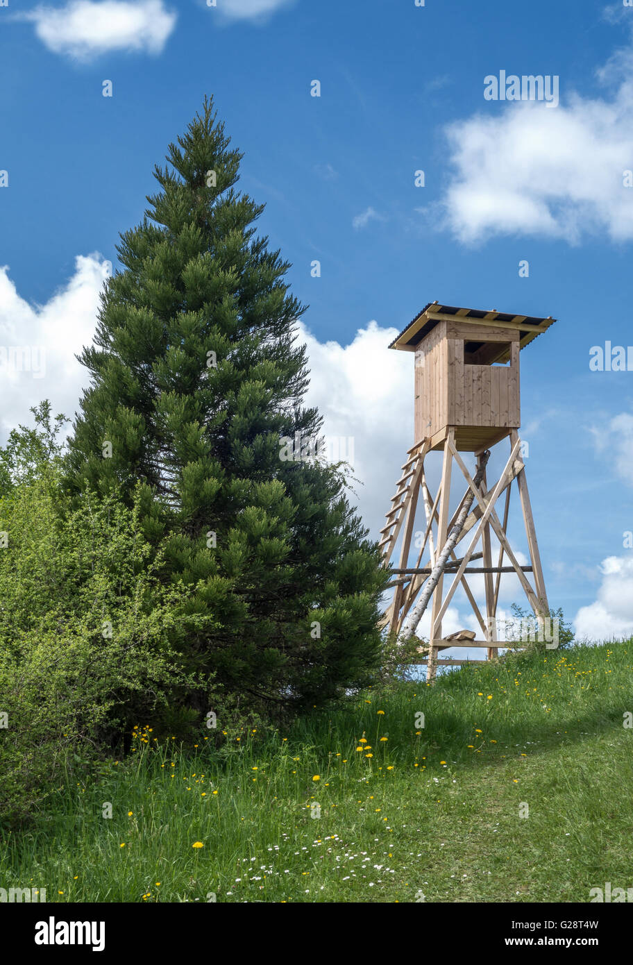 Deerstand Next To A Young Sequoia Stock Photo Alamy