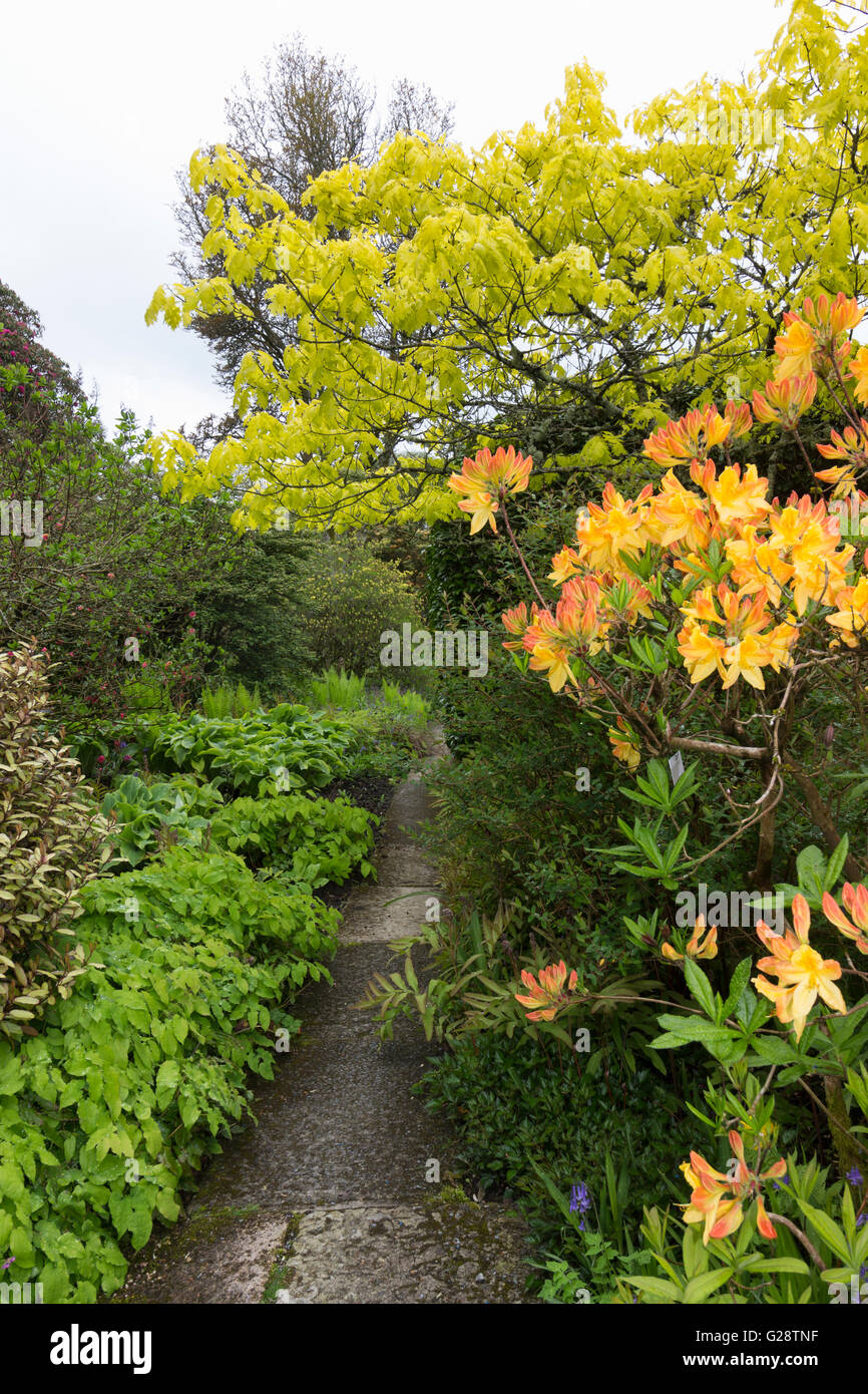 Quercus rubra 'Aurea' and Rhododendron 'Sunbeam' dominate this path at the Garden House, Devon, UK Stock Photo