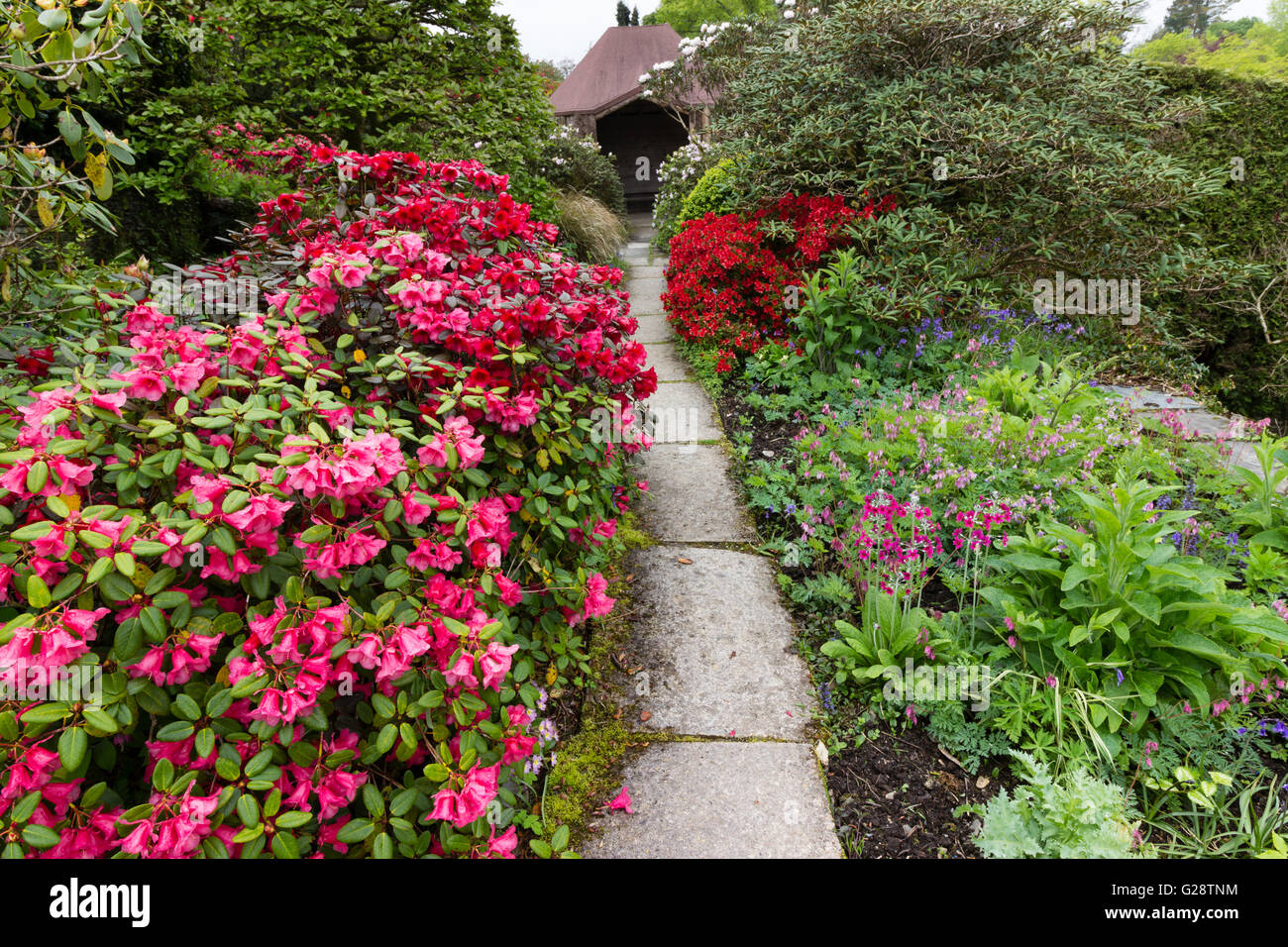 Red flowered Rhododendrons dominate this path at the Garden House, Devon, UK.  Primula pulverulenta is in the right border Stock Photo