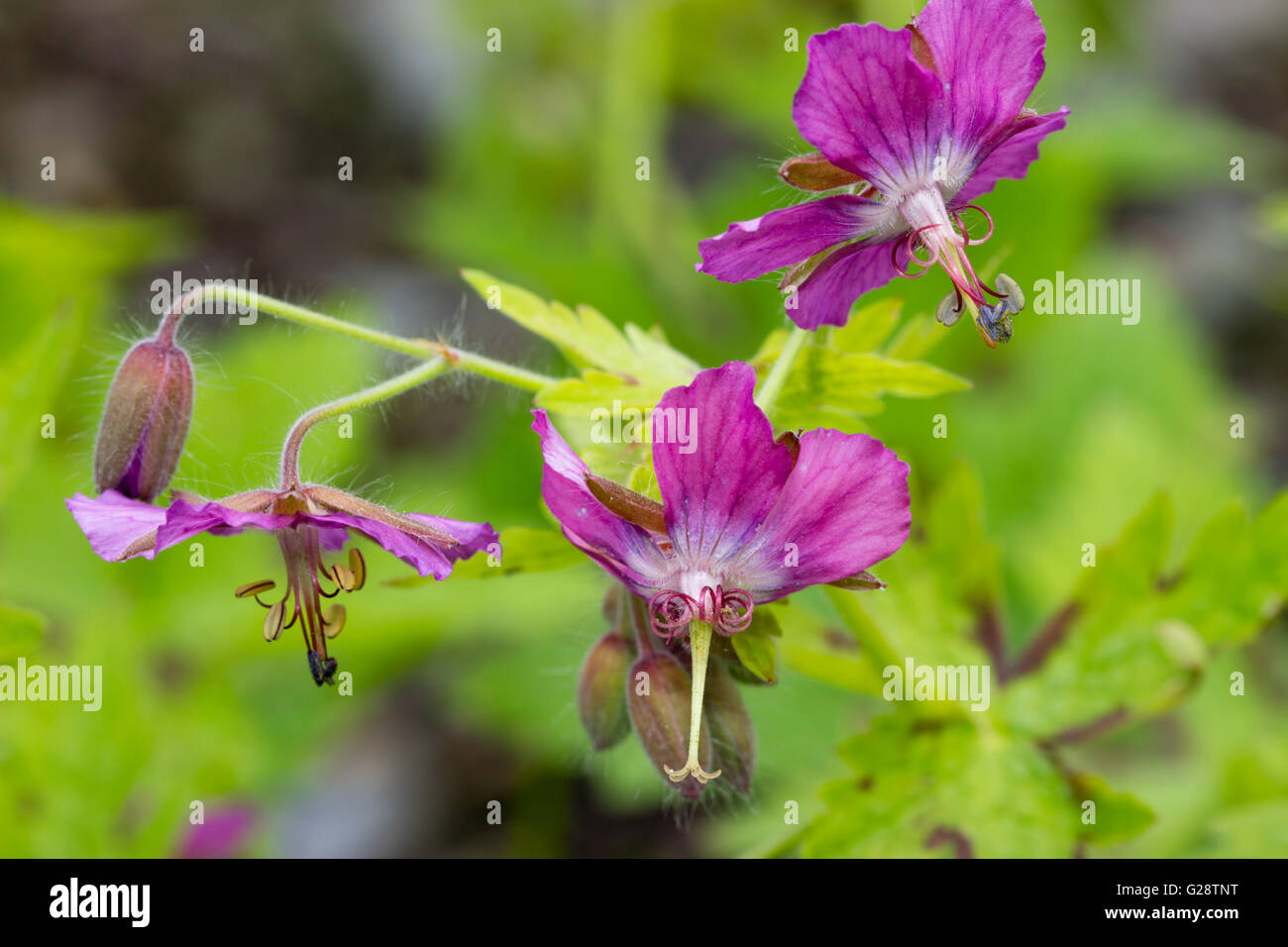 Dusky pink flowers of the hardy perennial Geranium phaeum 'Claudine Dupont' Stock Photo