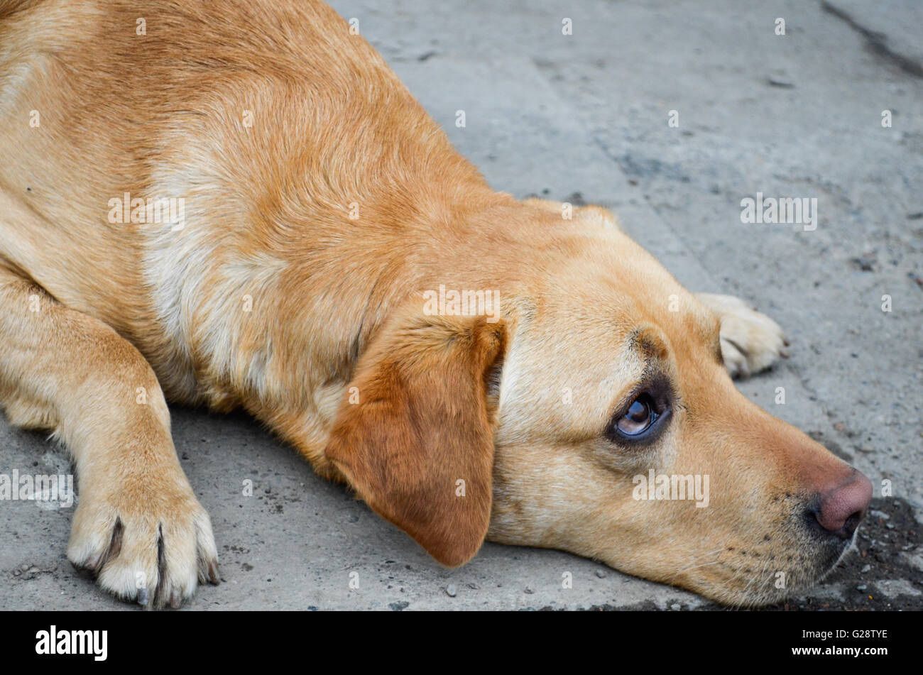 Yellow Labrador Begging Stock Photo