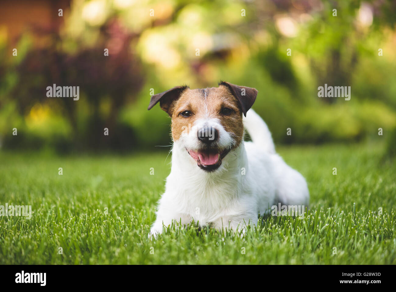 Smiling cute lying dog on a summer green lawn Stock Photo - Alamy