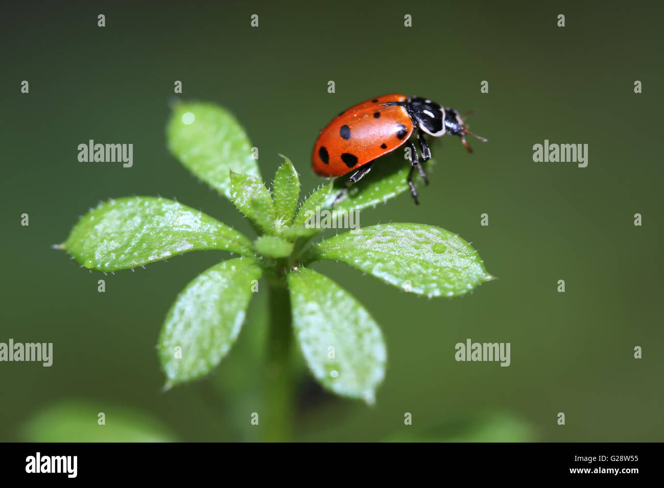 Ladybug crawling on plant near a local stream. Stock Photo
