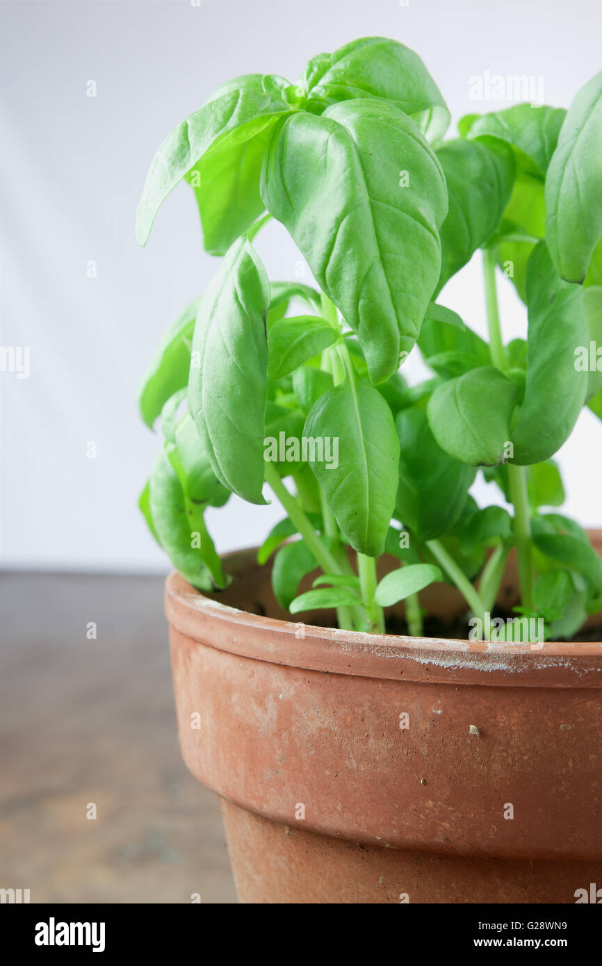A basil plant on white background Stock Photo - Alamy
