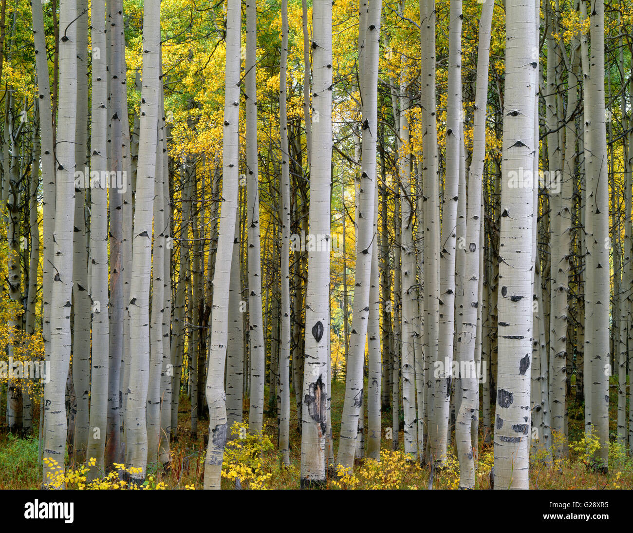 USA, Colorado, Gunnison National Forest, Mature grove of quaking aspen ...