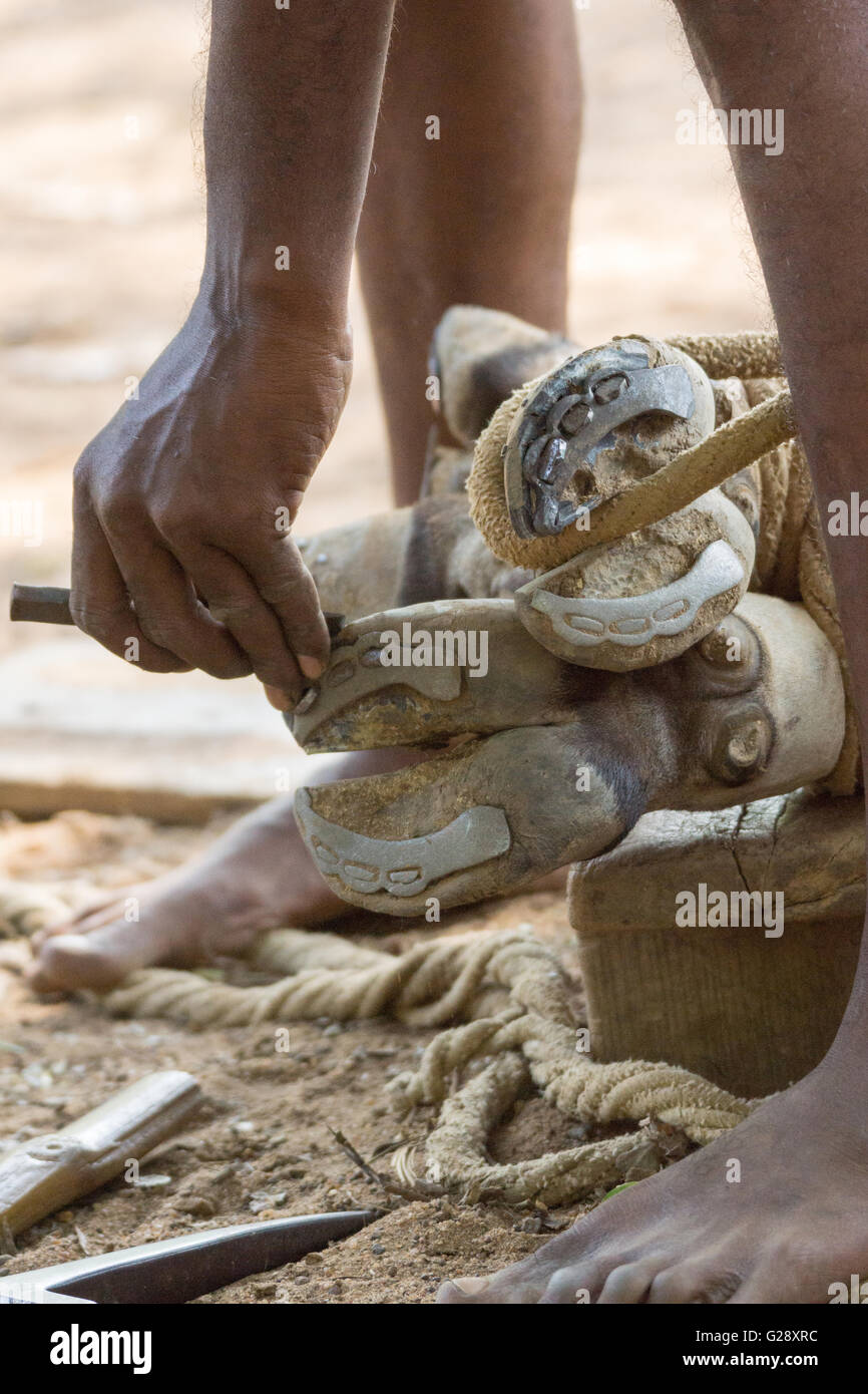 Buffalo foot hi-res stock photography and images - Alamy