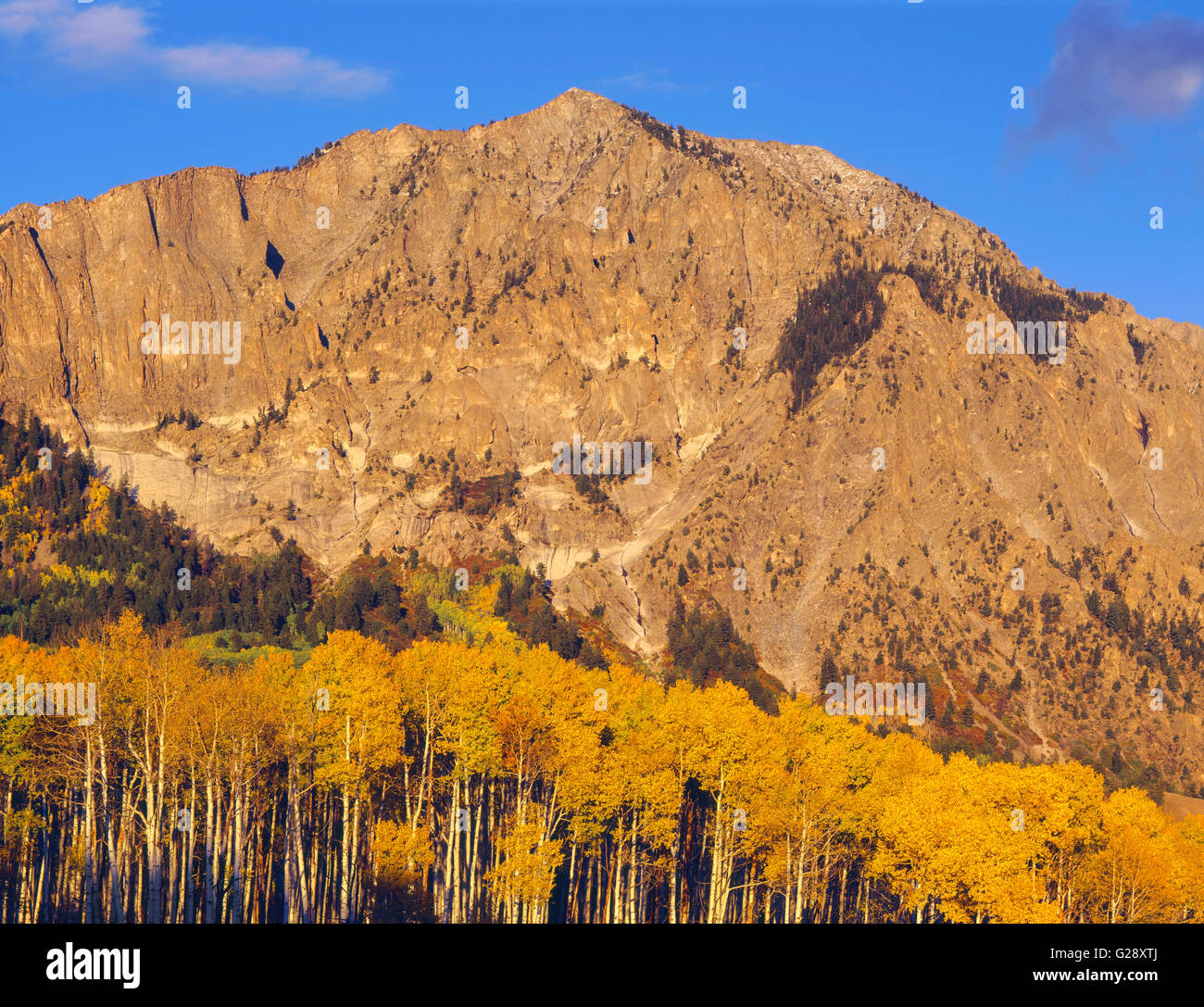 USA, Colorado, Gunnison National Forest, Raggeds Wilderness, Sunset on Marcellina Mountain and autumn aspen in the Elk Mountains Stock Photo