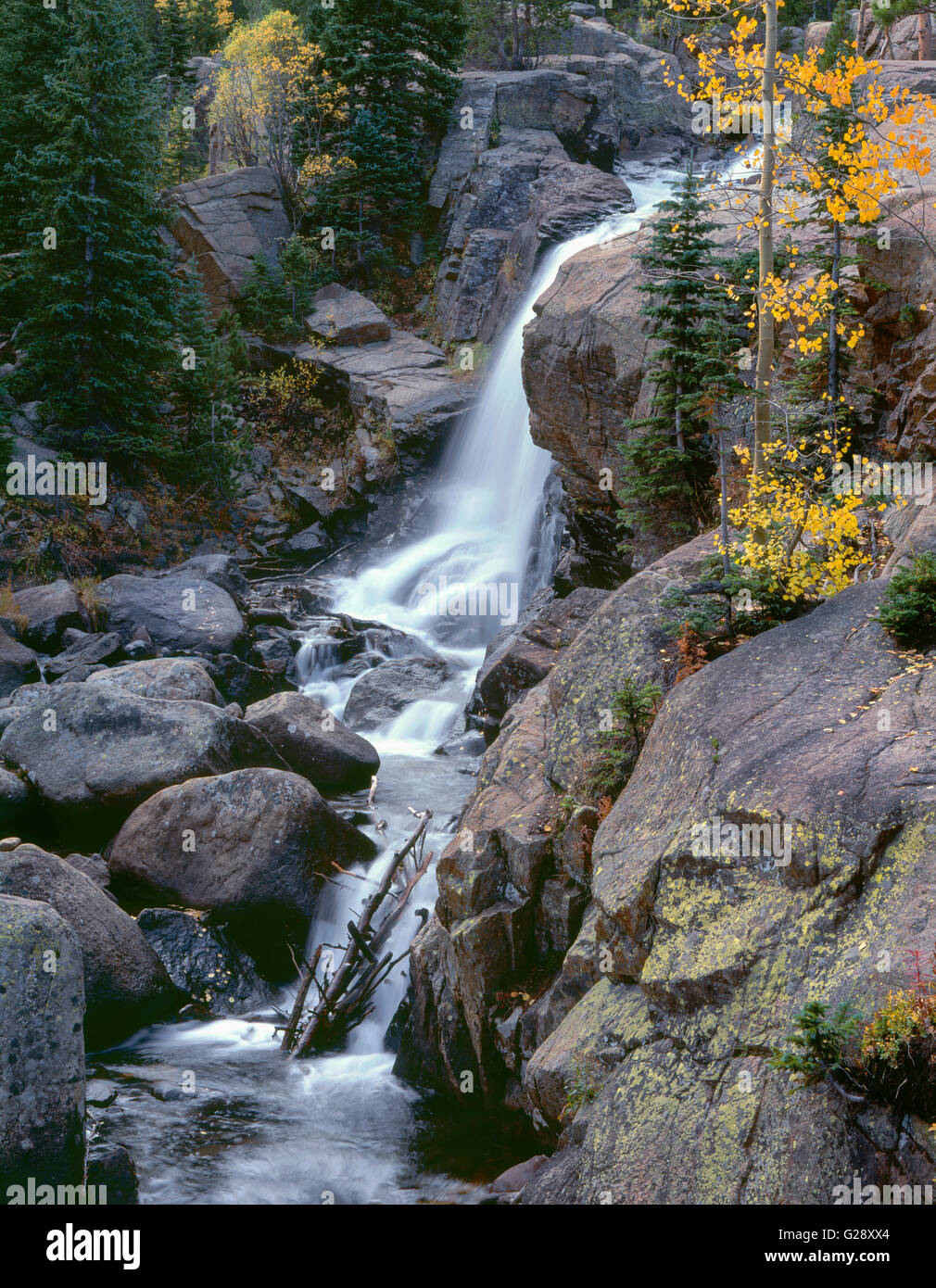 USA, Colorado, Rocky Mountain National Park, Alberta Falls and fall-colored quaking aspen. Stock Photo