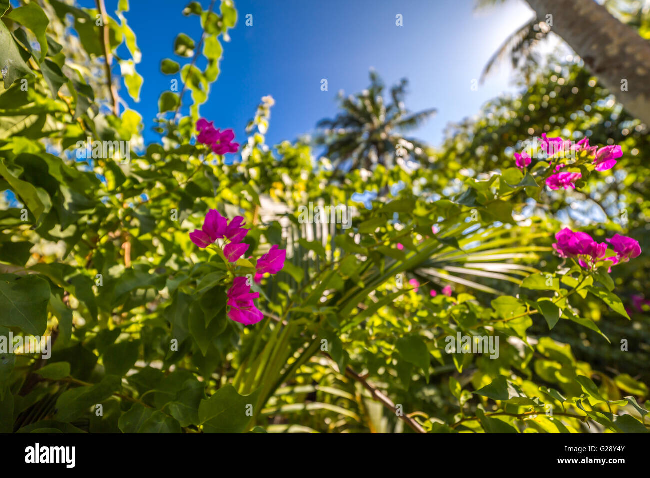 Tropical flower in nature background Stock Photo