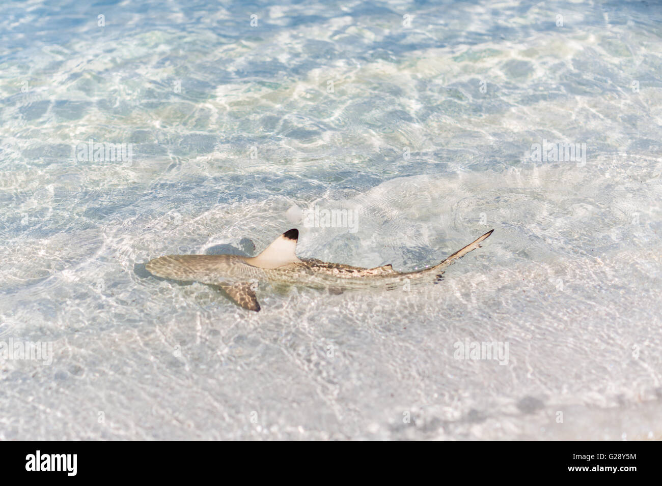 Black tip caribbean reef shark hi-res stock photography and images - Alamy
