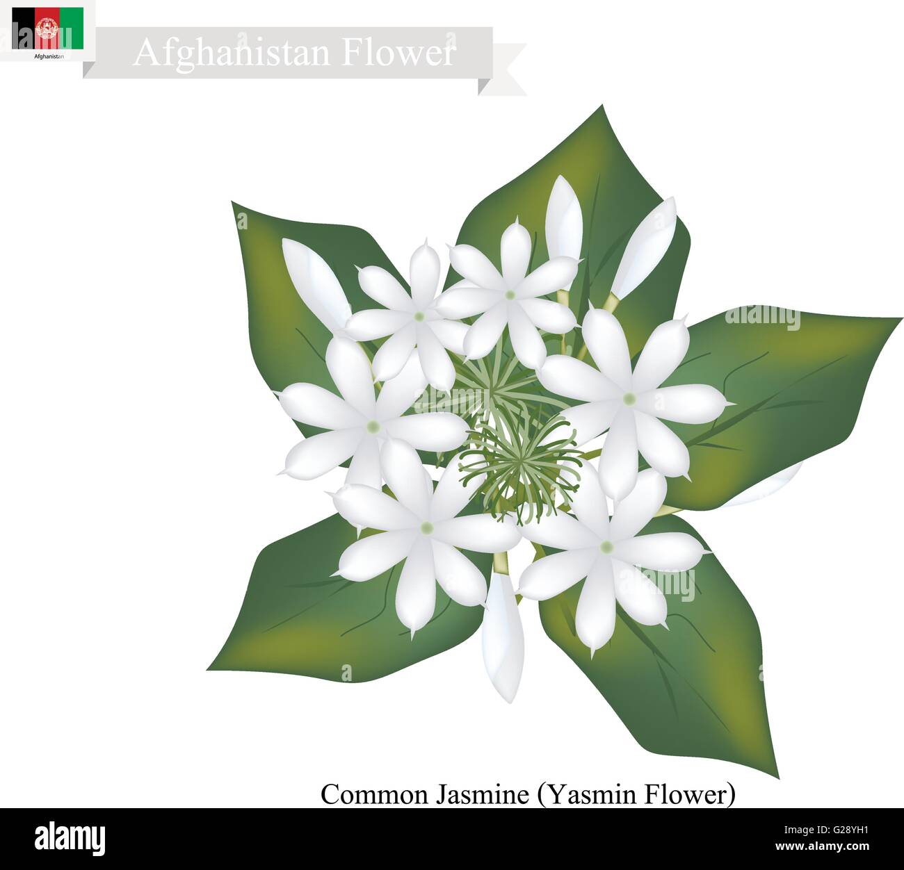 Afghanistan Flower, Illustration of Common Jasmine Flowers. The National Flower of Afghanistan. Stock Vector