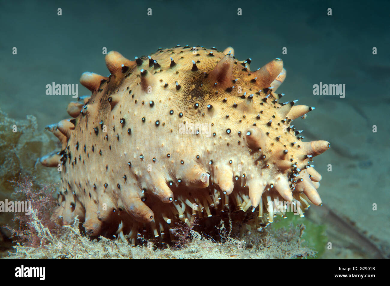 Japanese spiky sea cucumber or Japanese sea cucumber (Apostichopus