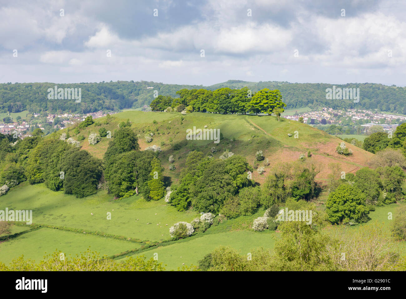 The tree topped Downham Hill in springtime from Uley Bury hillfort near