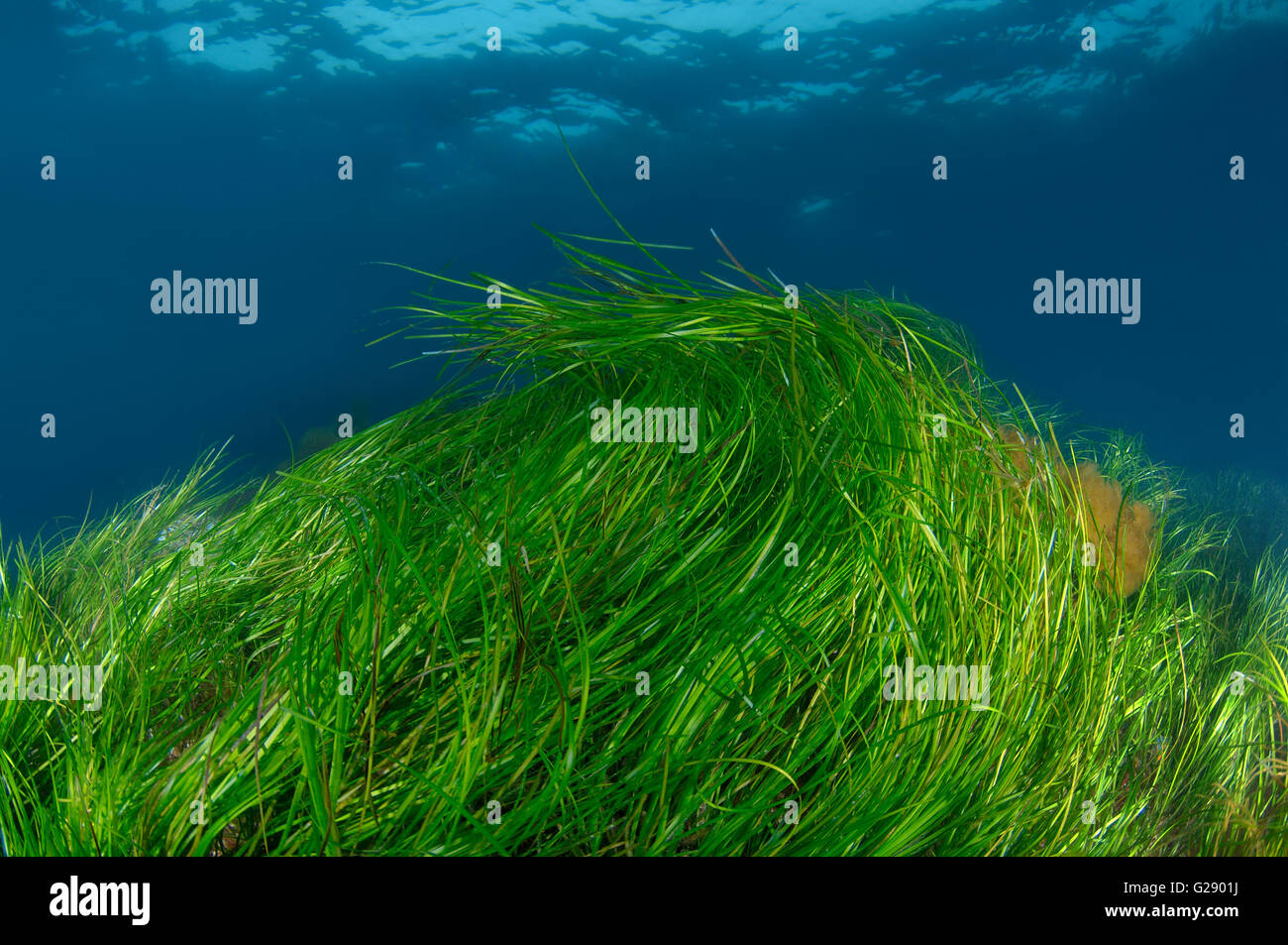 Dense thickets of Seagrass Zostera on the sandbanks on the blue surface of water Stock Photo