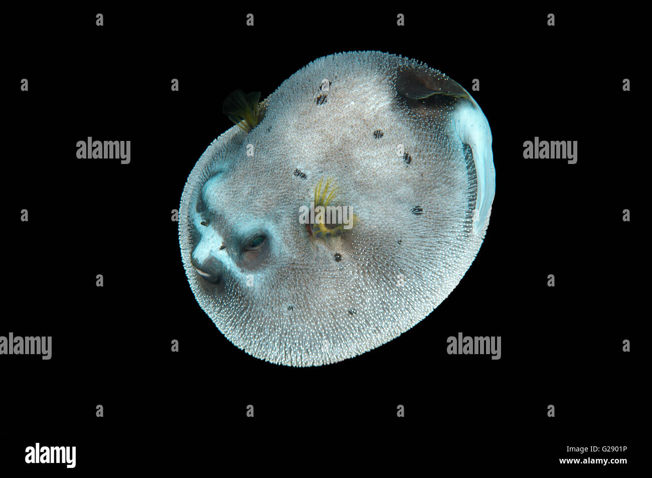 Blackspotted puffer, Blackspotted blowfish, Dogface puffer or dog-faced puffer (Arothron nigropunctatus), Bohol Sea Stock Photo