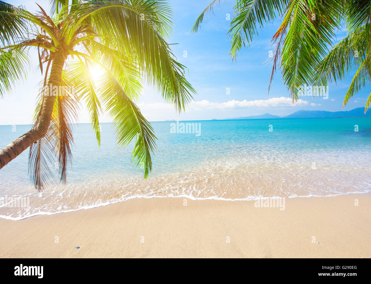 Palm and tropical beach Stock Photo - Alamy