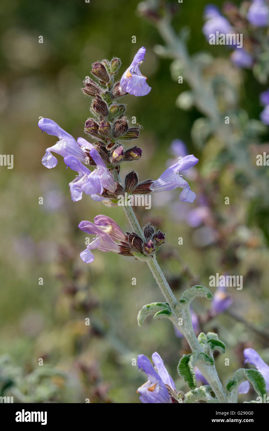 Three-leaved Sage - Salvia fruticosa Aromatic Herb from Cyprus Stock Photo