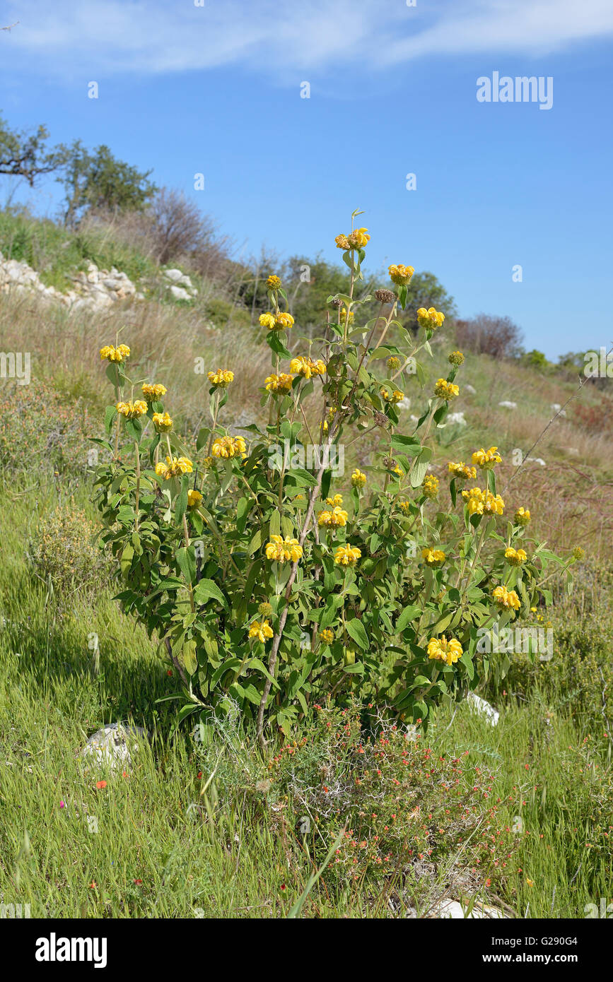 Western Cyprus Jerusalem Sage - Phlomis cypria ssp occidentalis In Hillside habitat. Endemic to Cyprus Stock Photo