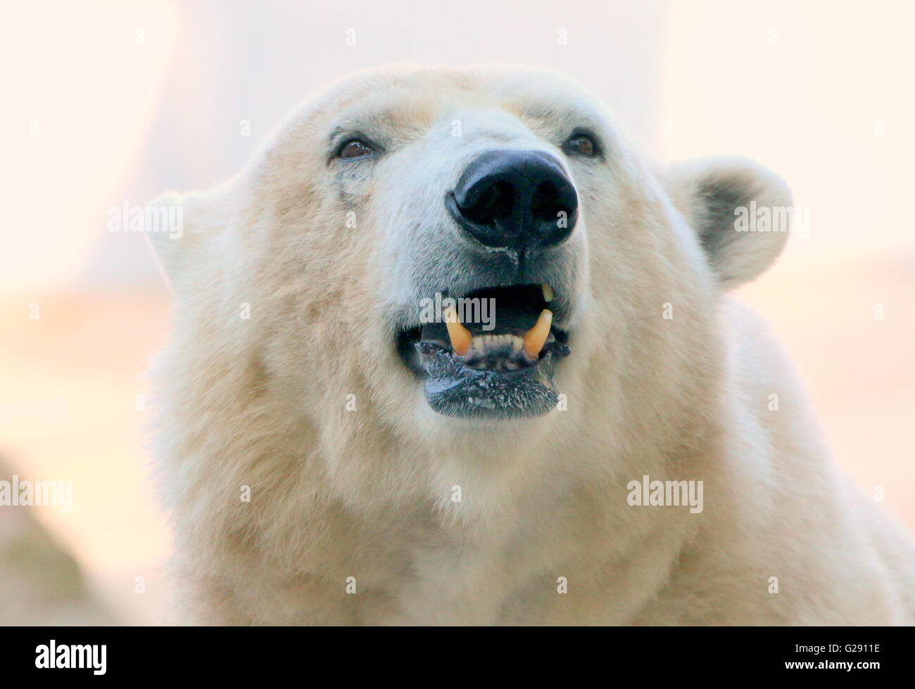 Growling polar bear hi-res stock photography and images - Alamy