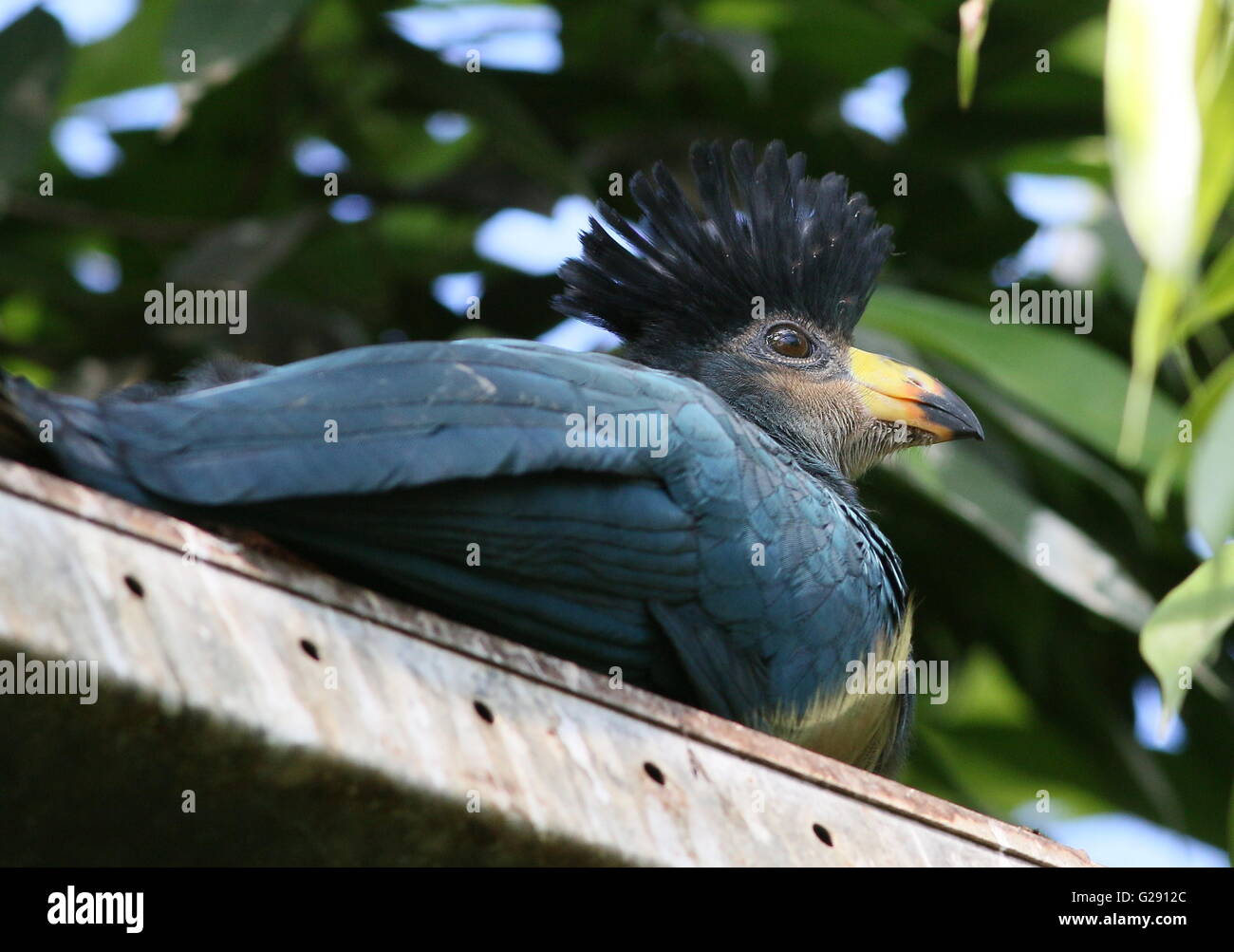 Juvenile Central African Great blue turaco (Corythaeola cristata) in a Dutch Zoo Stock Photo