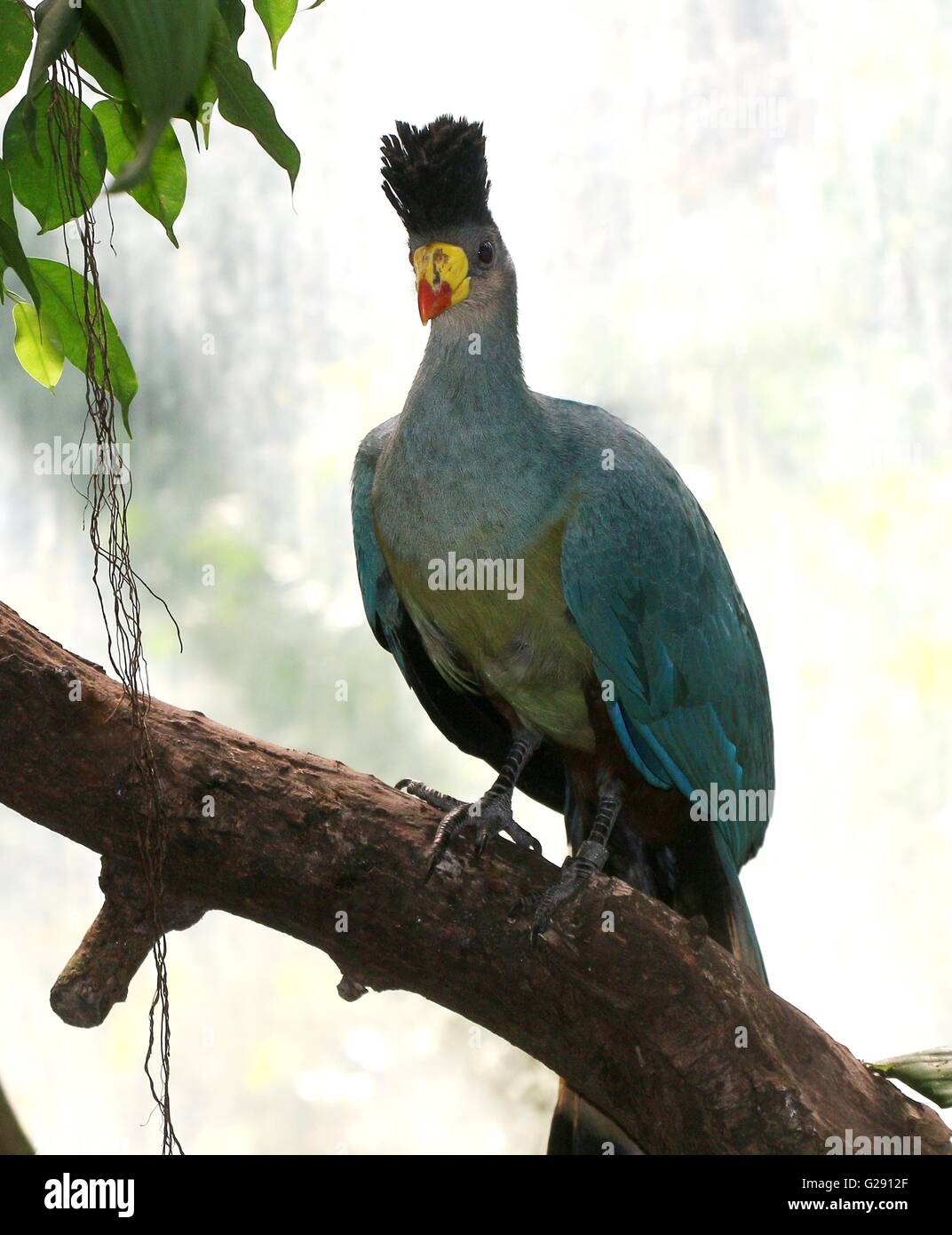 Mature Central African Great blue turaco (Corythaeola cristata) posing on a branch, backlit. Stock Photo