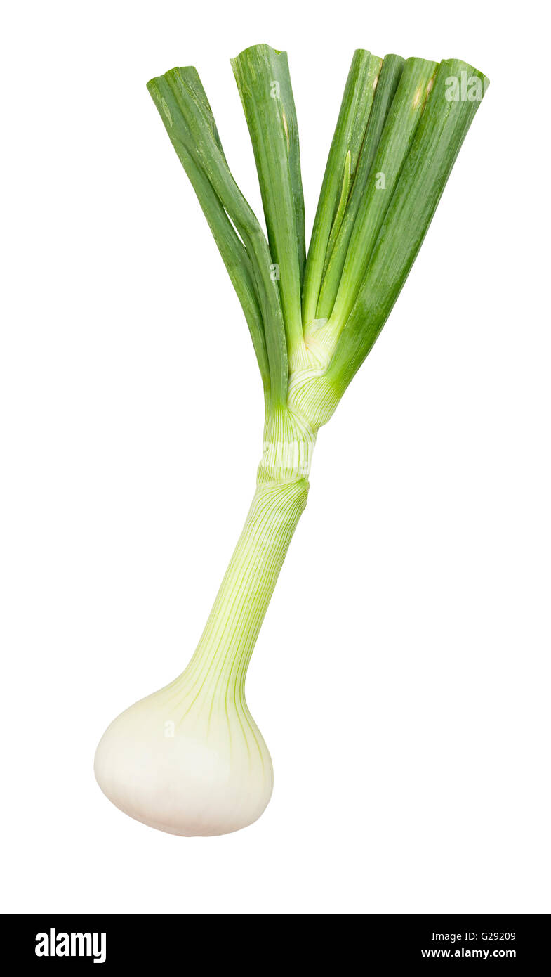 white onion isolated Stock Photo Alamy
