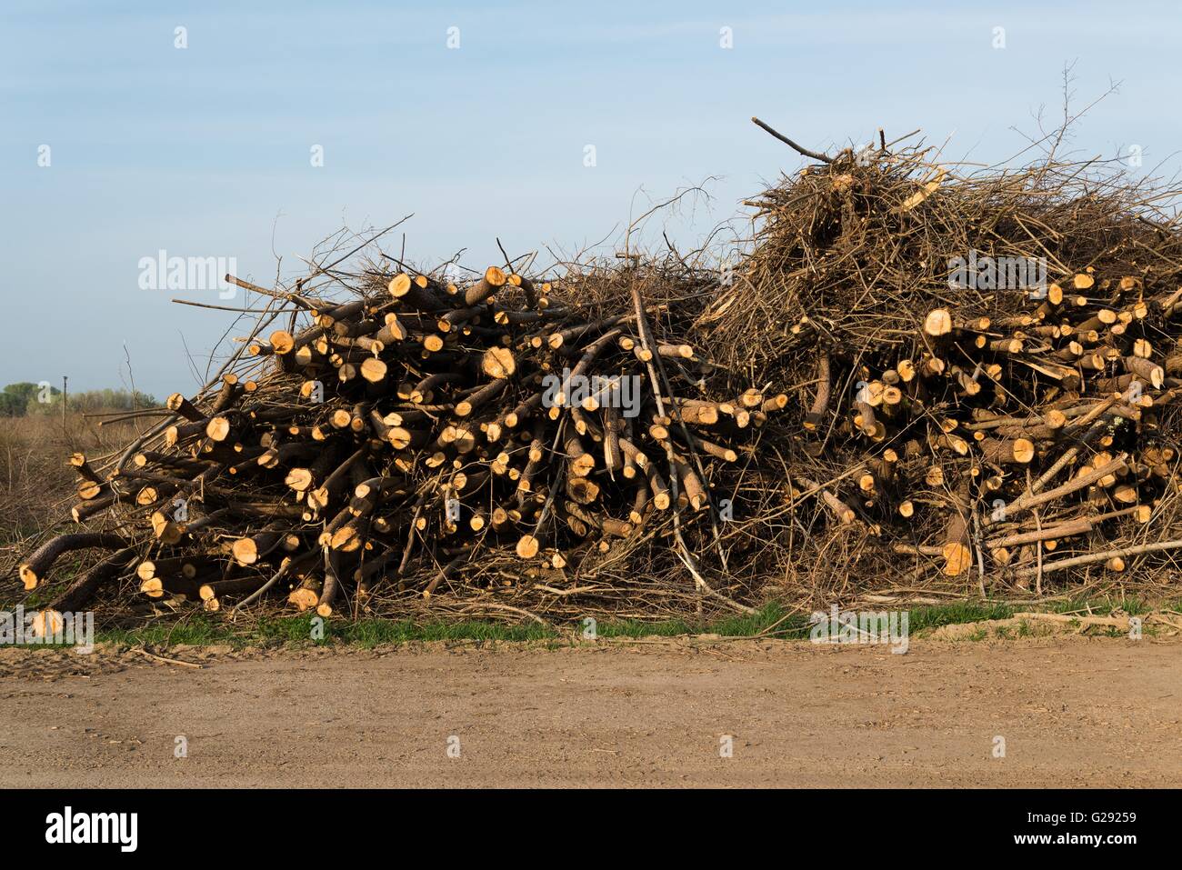 Stack of felled trees. Pine wood industry. Fallen trees. Felling and