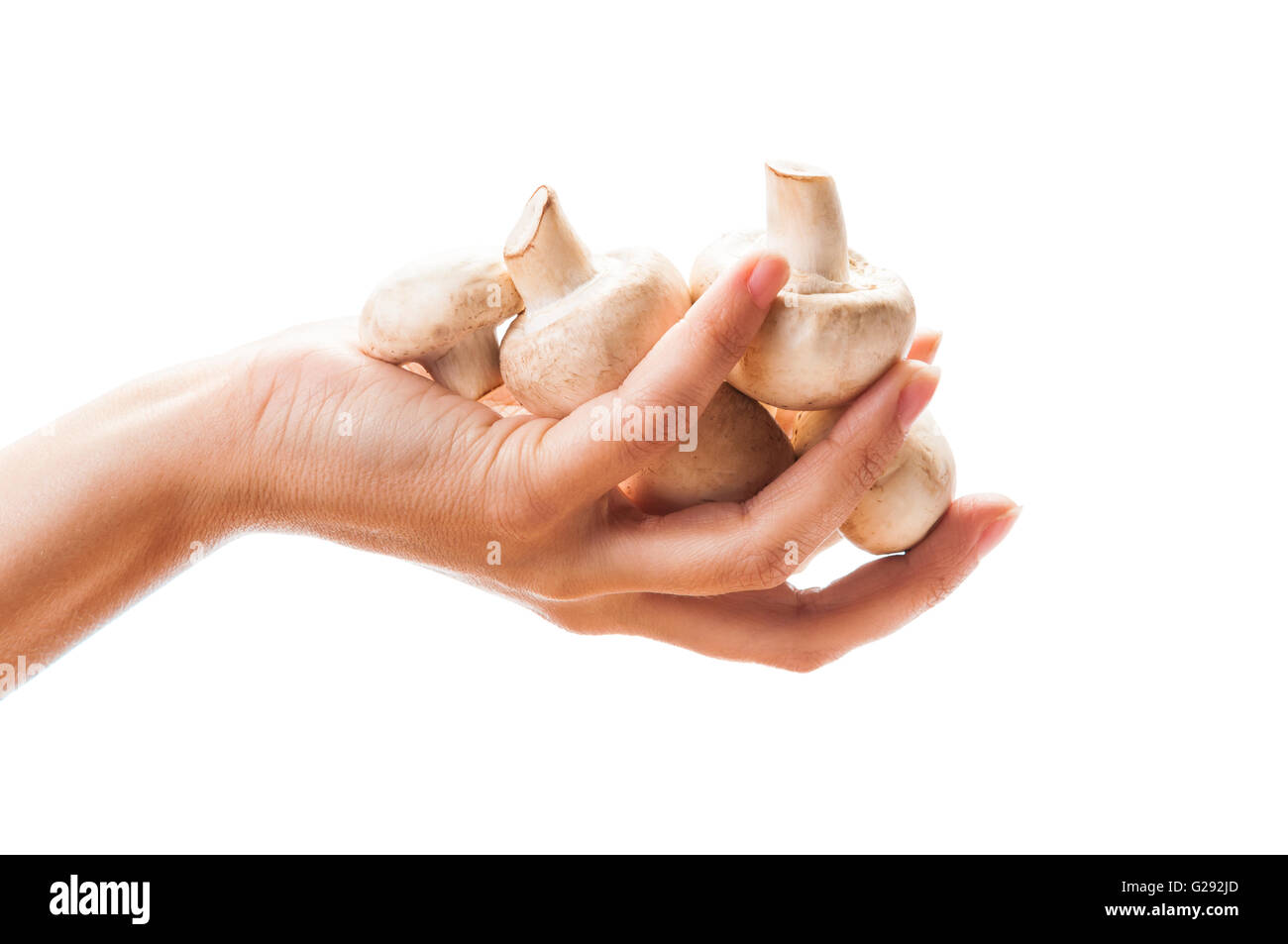 White female hand holding a bunch of mushrooms on white background Stock Photo