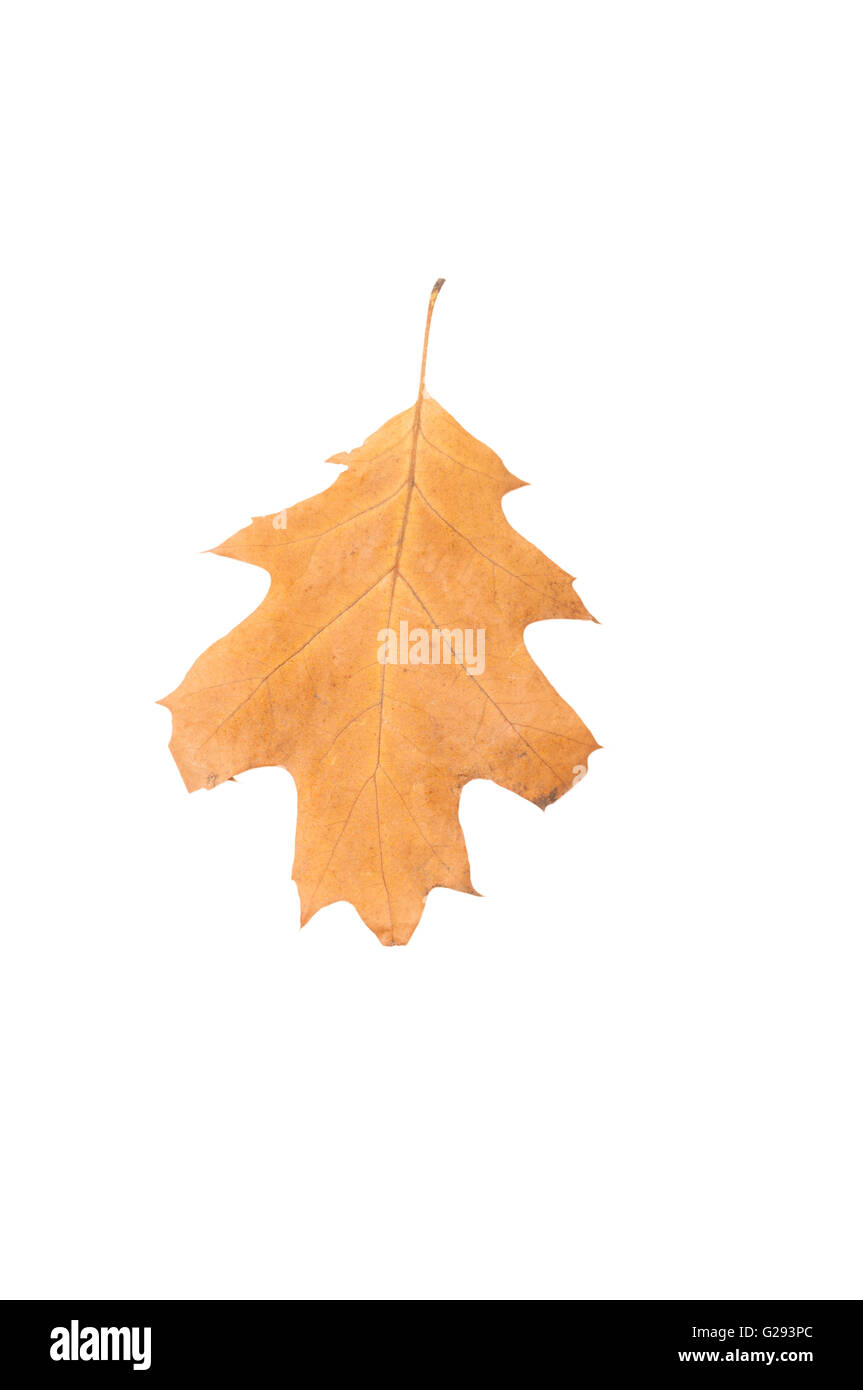 One oak dry leaf isolated on white background Stock Photo - Alamy
