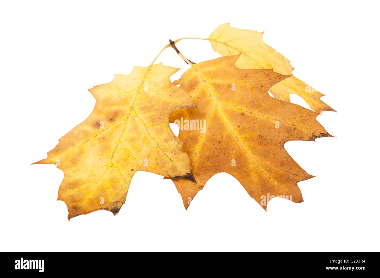 Autumn oak leaves isolated on white background Stock Photo - Alamy