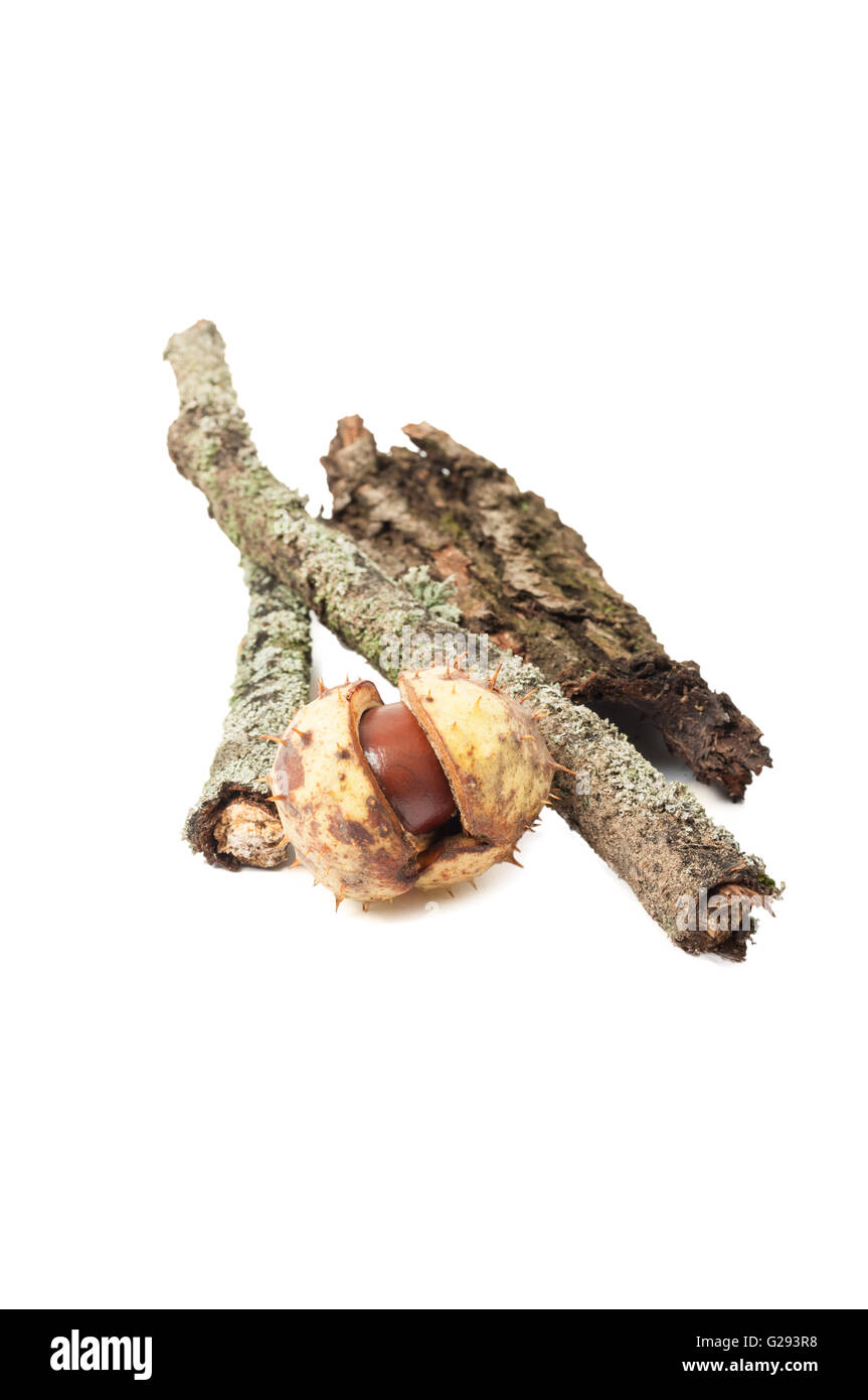 Chestnut Rind On Tree Very old horse chestnut tree Cut Out Stock Images & Pictures - Alamy