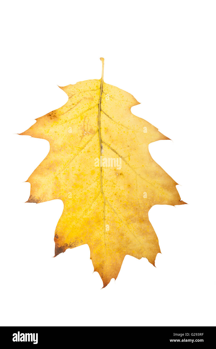 Yellow autumn oak leaf isolated on white background Stock Photo - Alamy