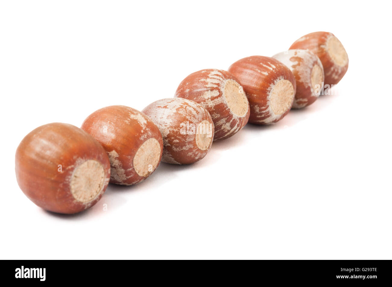 Beautiful brown acorns on hi-res stock photography and images - Alamy