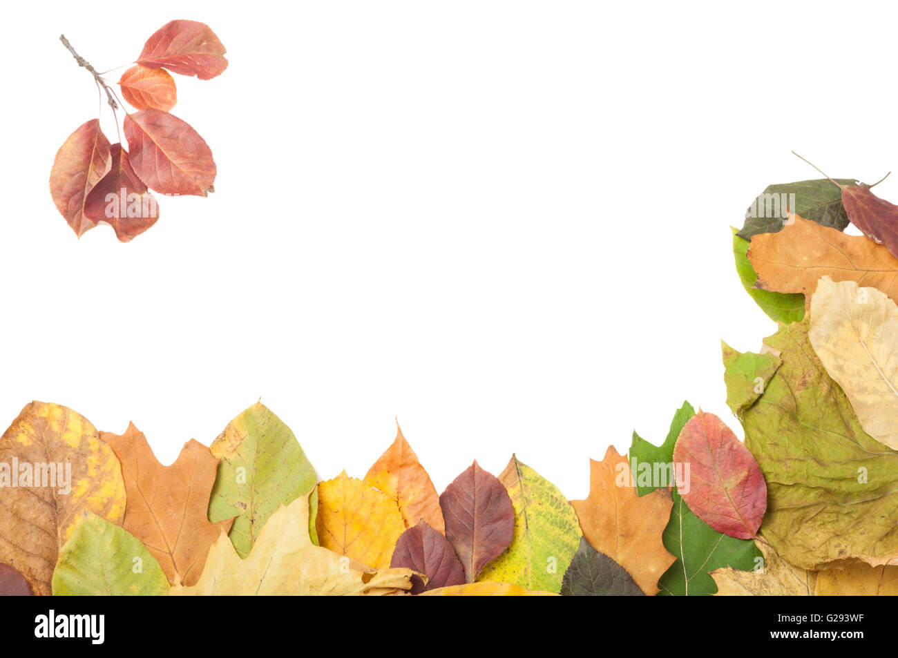 Leaves on two sides hi-res stock photography and images - Alamy