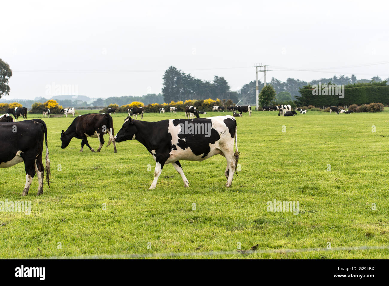 cow on grassland of New Zealand Stock Photo