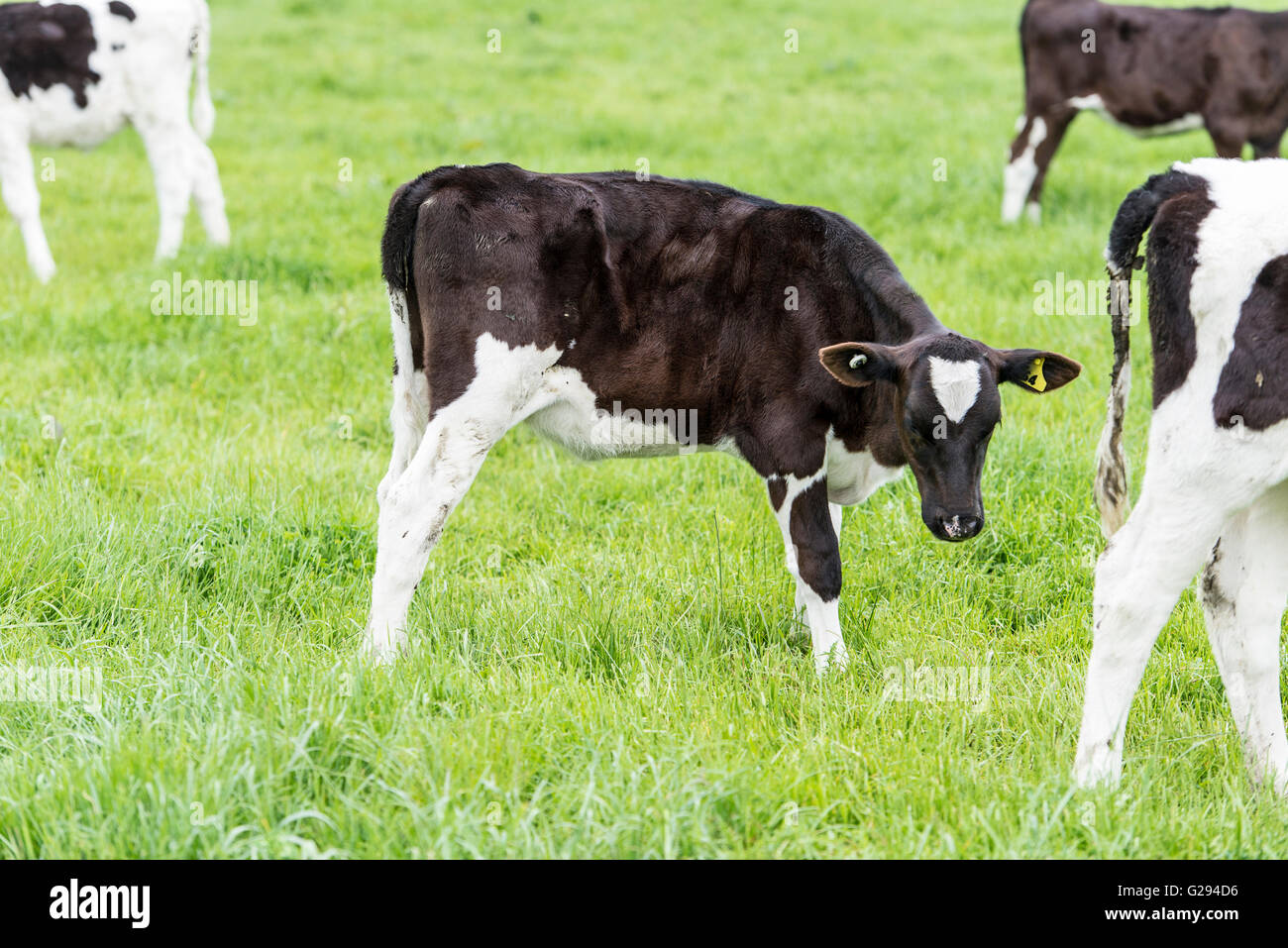 cow on grassland of New Zealand Stock Photo Alamy