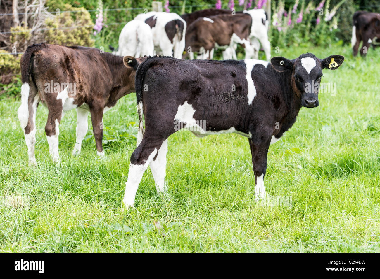 cow on grassland of New Zealand Stock Photo