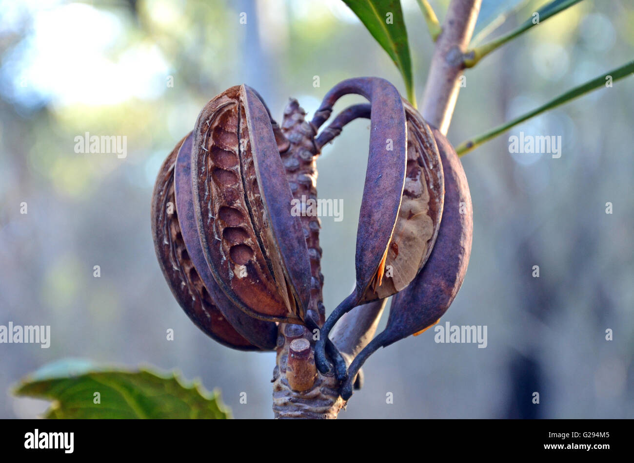 Australian Waratah seed pods Stock Photo Alamy