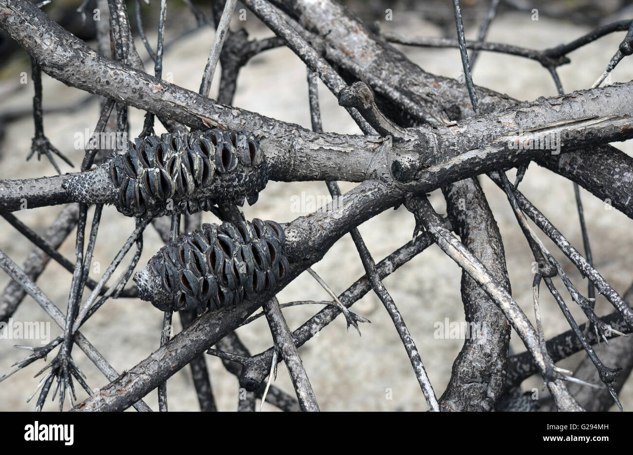 Burnt Australian Banksia tree branches after a bushfire Stock Photo
