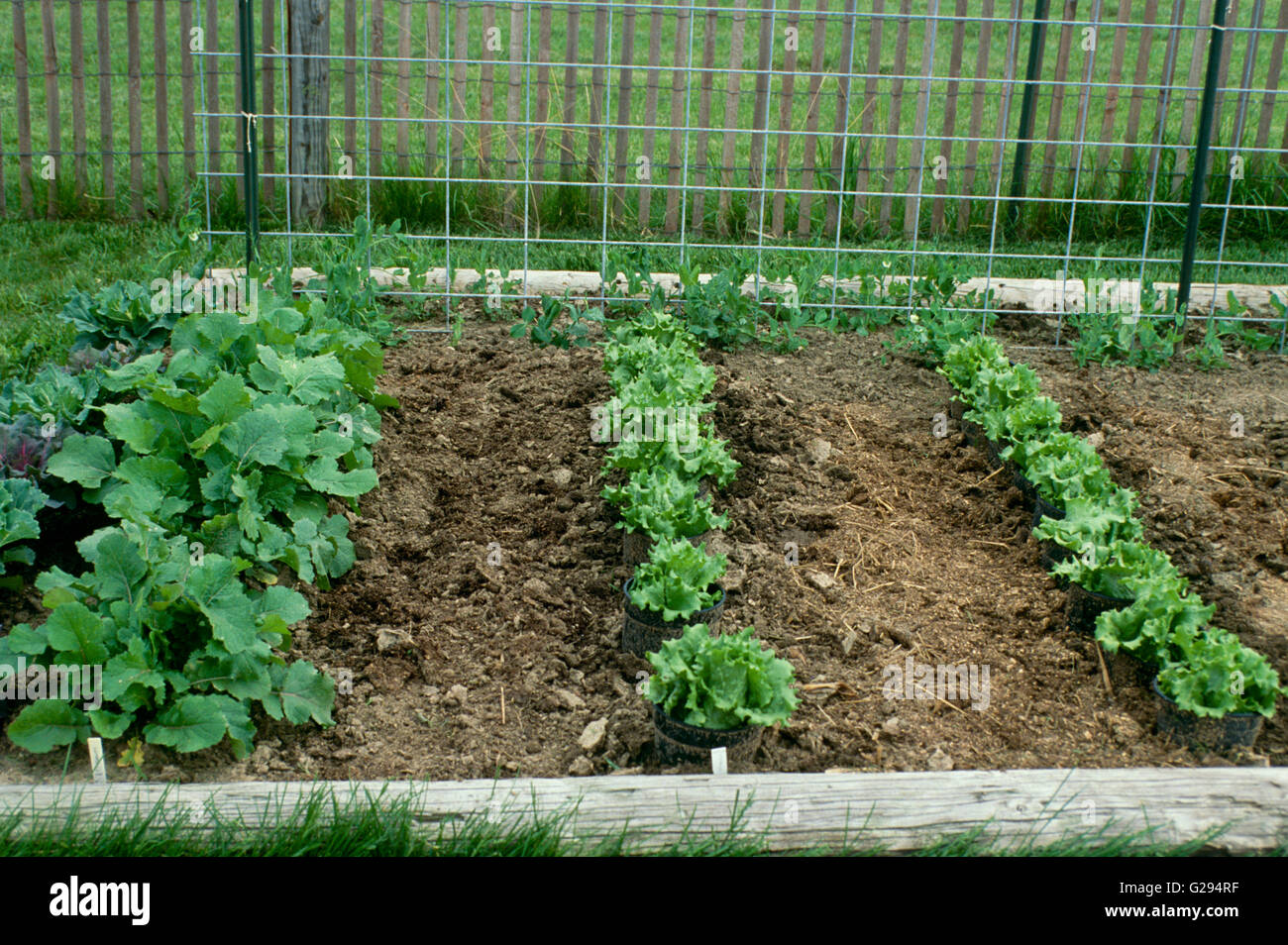 Neat rows of lettuce and greens growing with new peas in spring, Missouri, USA Stock Photo