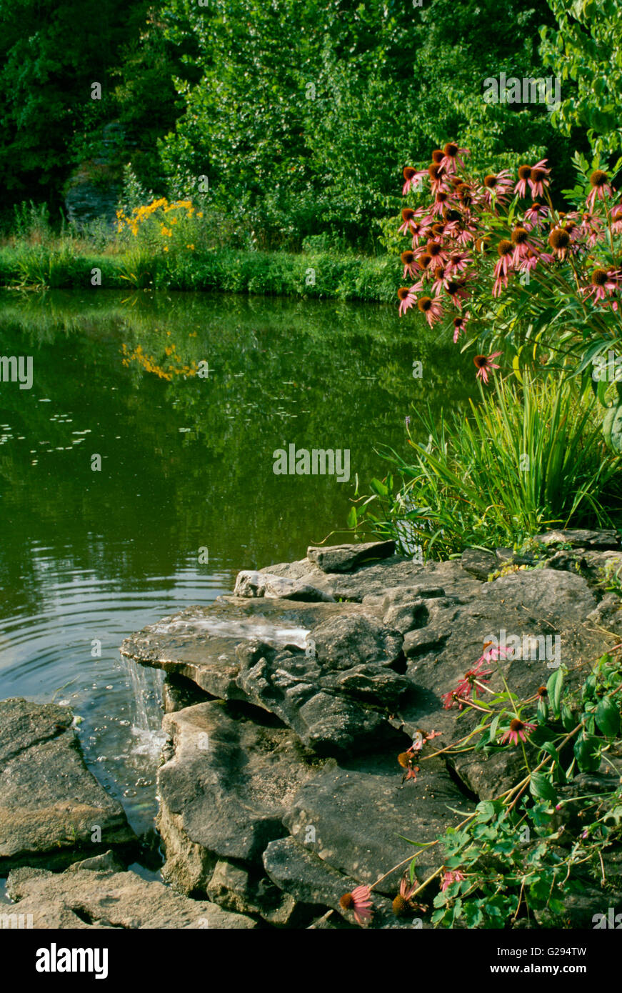 Pond near house with blooming coneflowers reflected in water, Missouri, USA Stock Photo