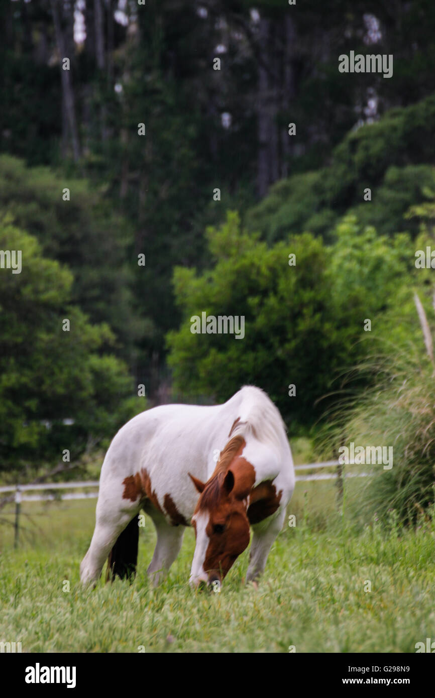 Horses eating on the farm Stock Photo Alamy