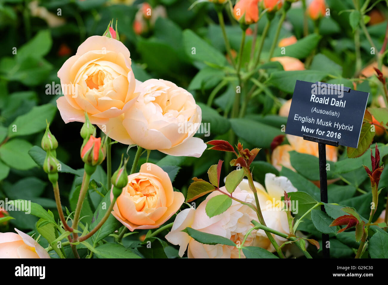 Roald dahl rose hi-res stock photography and images - Alamy