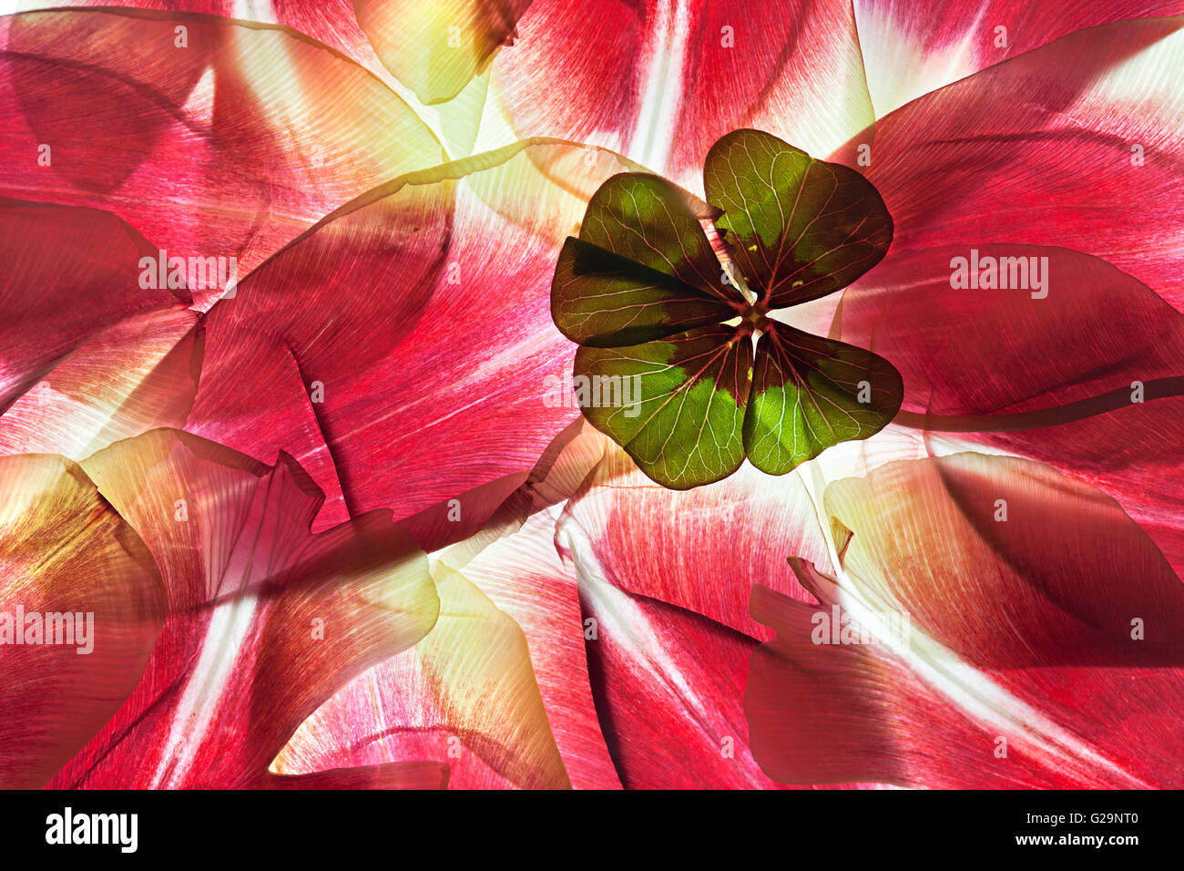 Withered Tulip leaves on white with backlight in studio Stock Photo