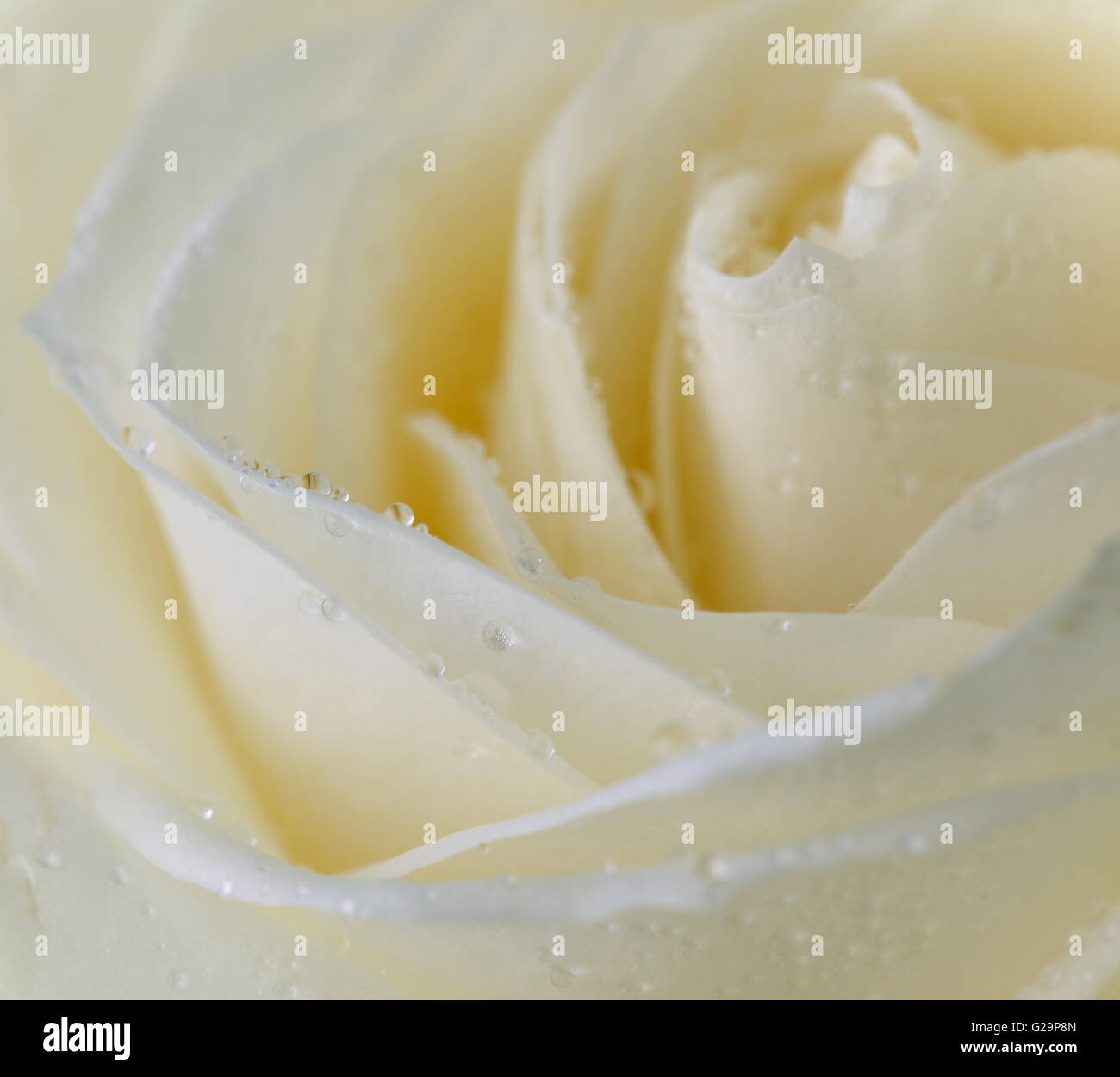 Soft Roser soft rose flower with dew drops close up Stock Photo - Alamy