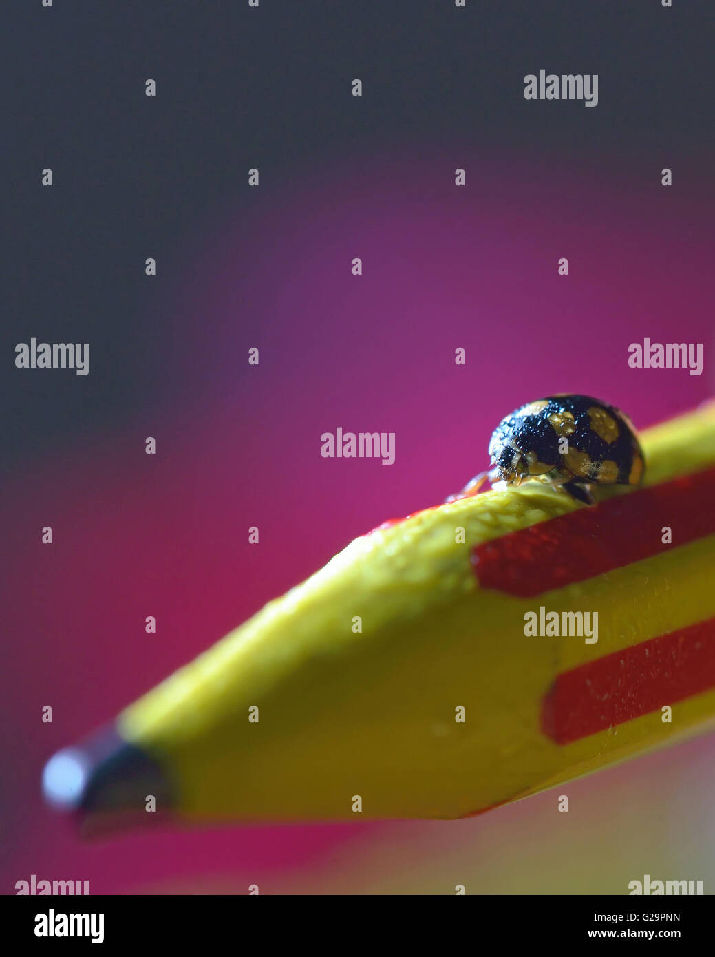 Macro image of a lady bug  on a pencil crayon Stock Photo
